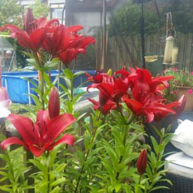 Lily (Asiatic)