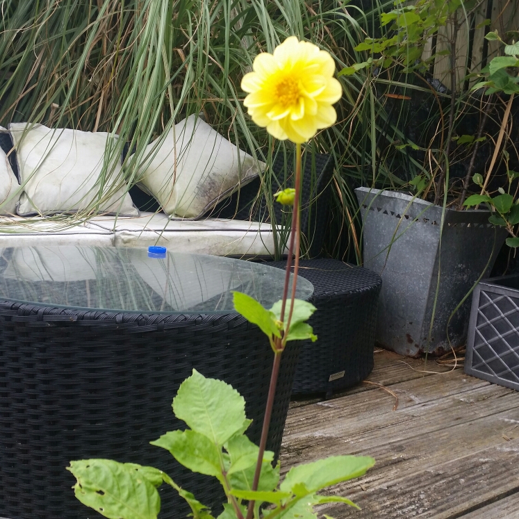 Plant image Dahlia pom Pom