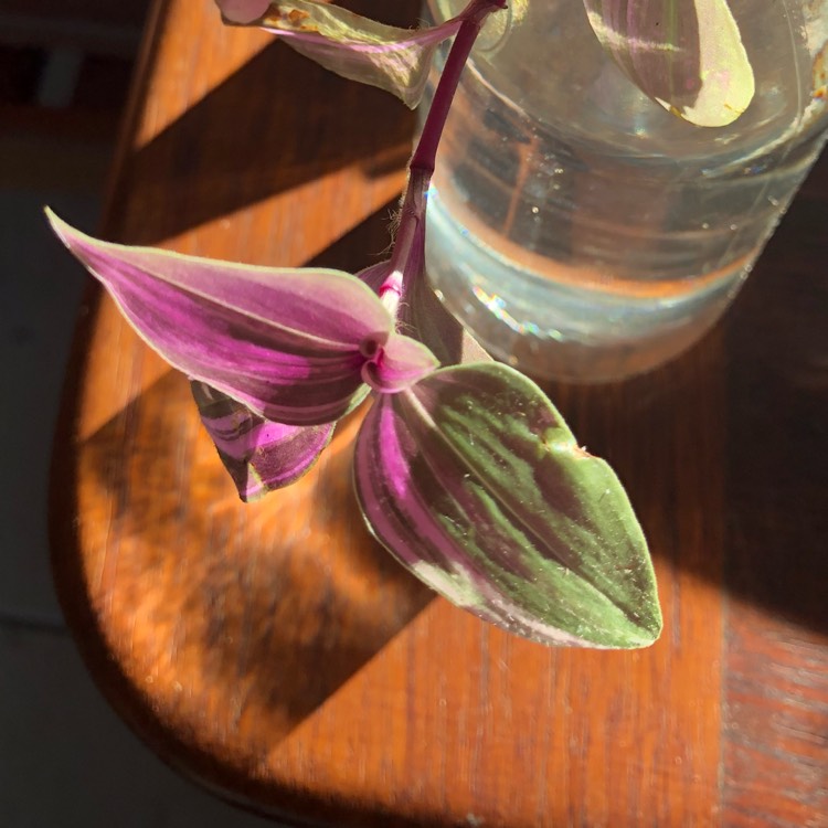 Plant image Tradescantia Tricolor Rosa