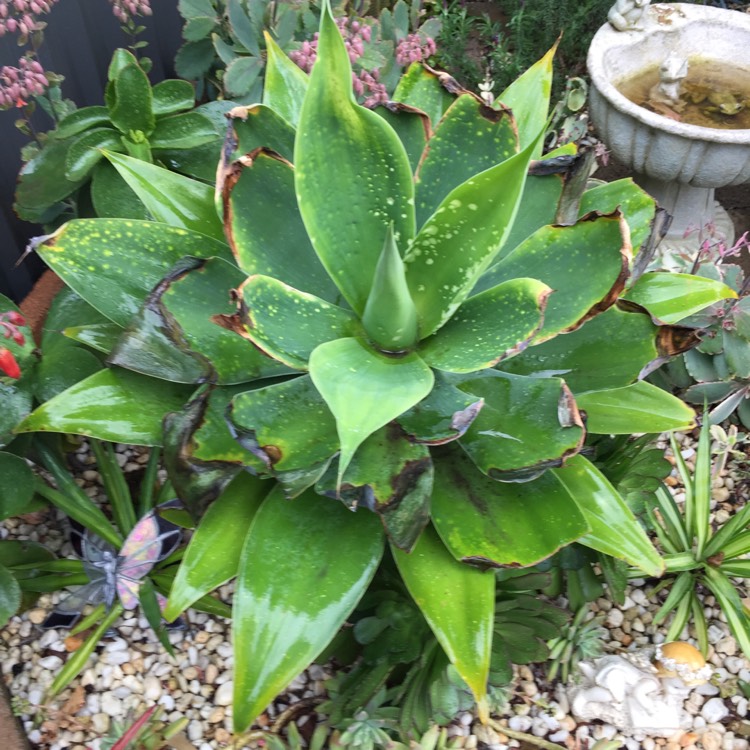 Plant image Agave mitis