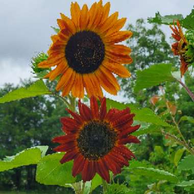 Helianthus annuus