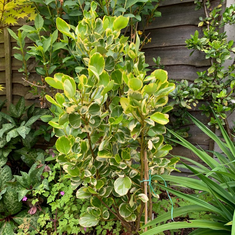 Plant image Griselinia littoralis 'Variegata'