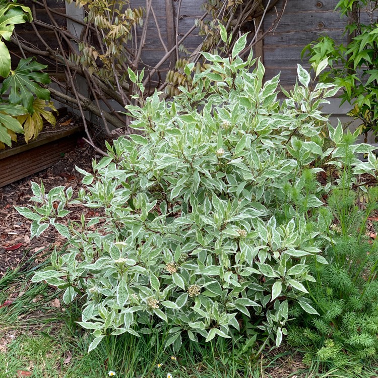 Plant image Cornus alba 'Elegantissima'