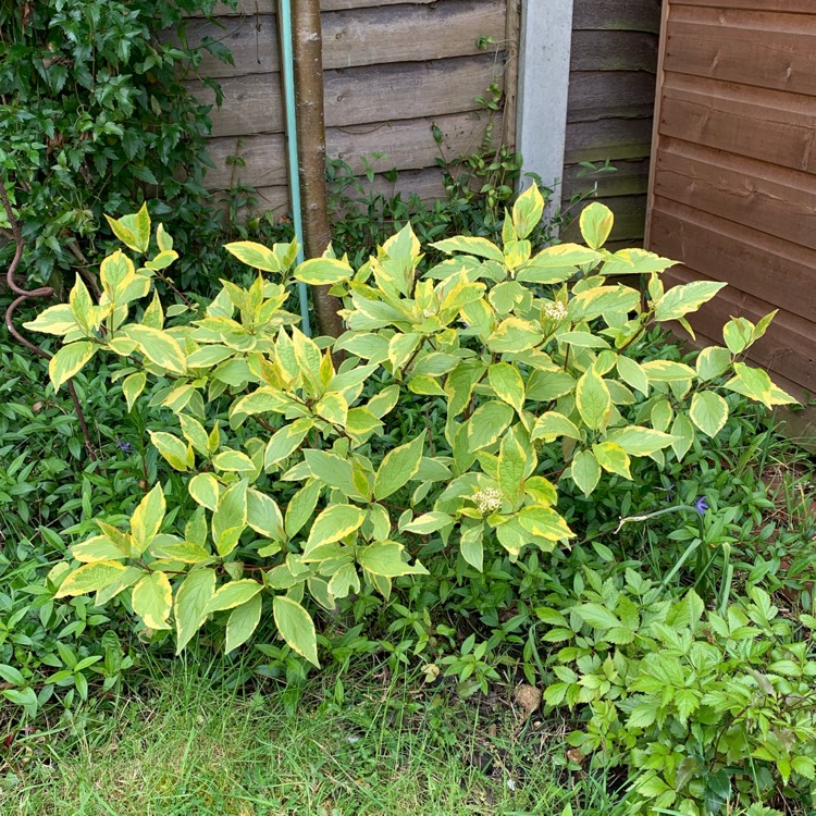 Plant image Cornus sericea 'Flaviramea' syn. Cornus stolonifera 'Flaviramea'