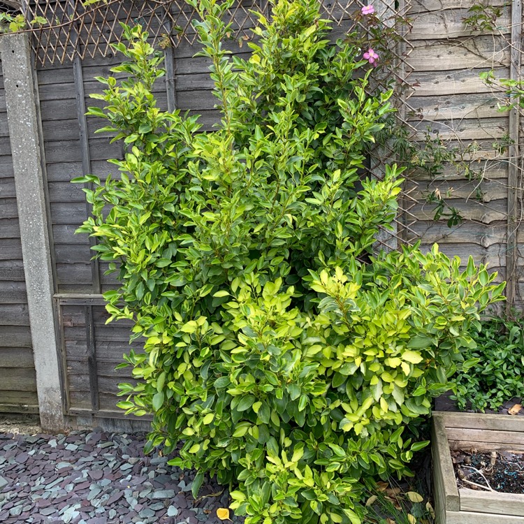 Plant image Griselinia littoralis