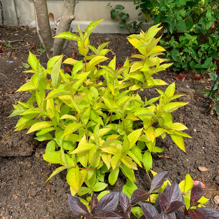 Plant image Weigela 'Olympiade' syn. Weigela 'Briant Rubidor', Weigela 'Rubidor', Weigela 'Rubigold'