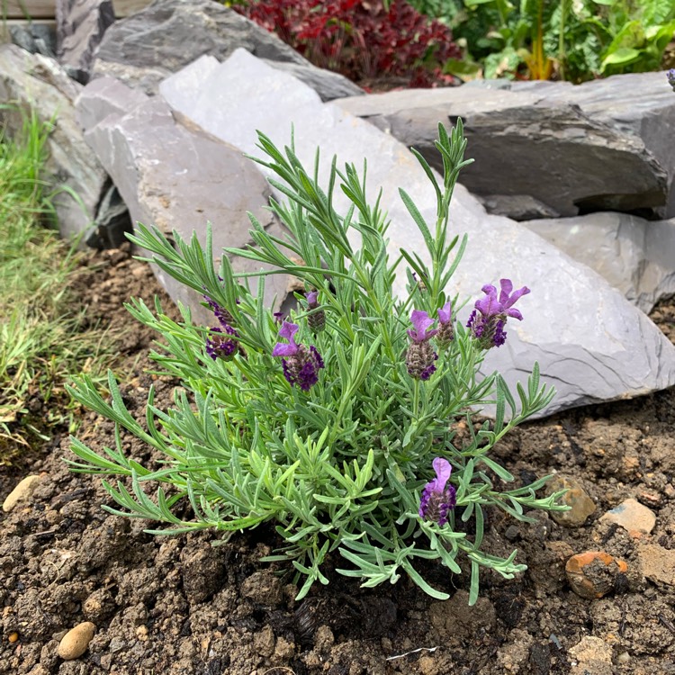 Plant image Lavandula stoechas subsp. stoechas 'Prolil' syn. Lavandula stoechas subsp. stoechas 'Lilac Wings'