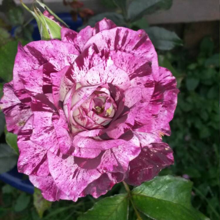 Plant image Rosa 'Jacpurr' (Purple Tiger)