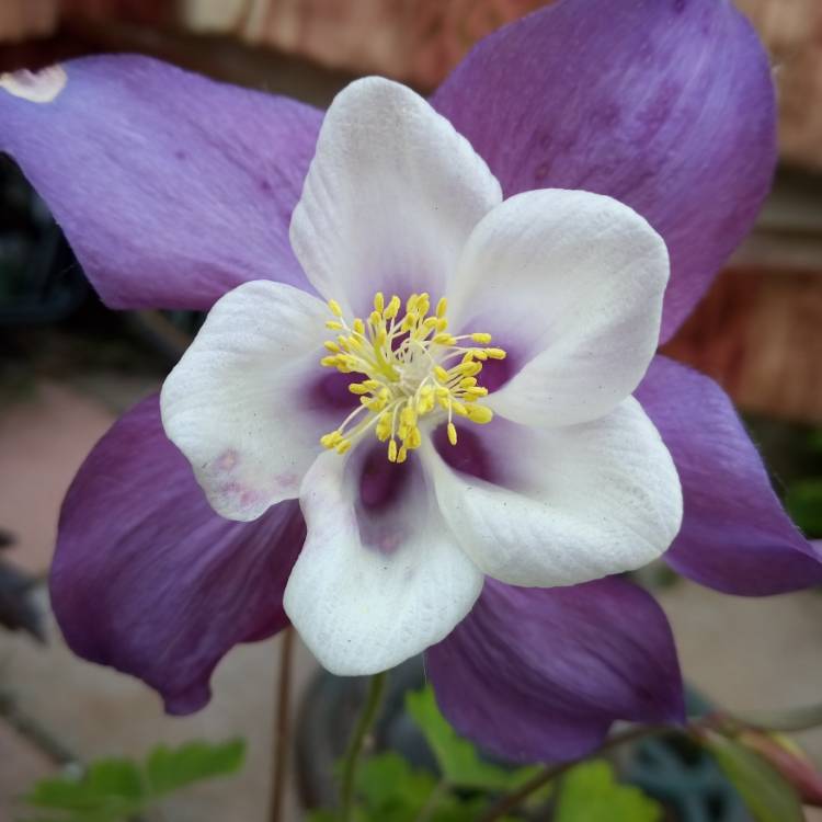 Plant image Aquilegia vulgaris 'Dragonfly' (Mix)