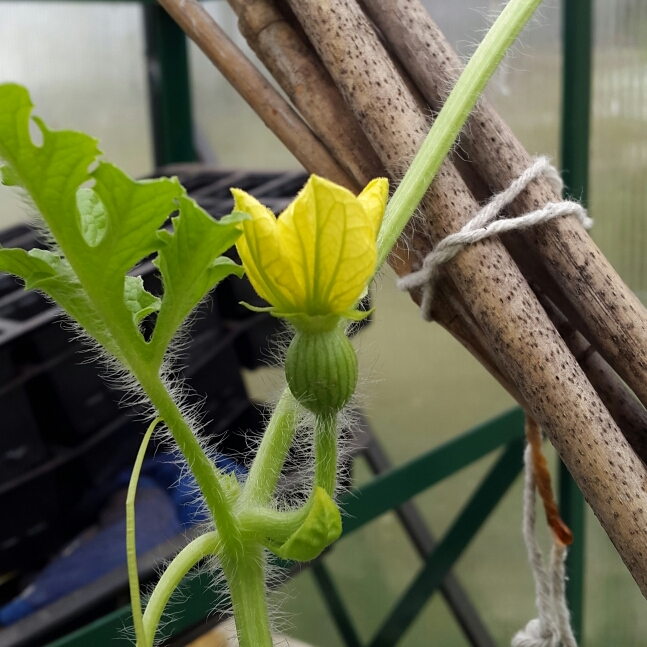 Plant image Cucumis Melo