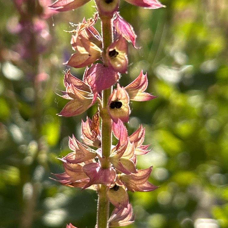 Plant image Salvia nemorosa