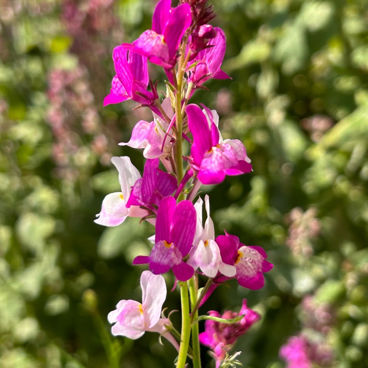 Plant image Linaria maroccana