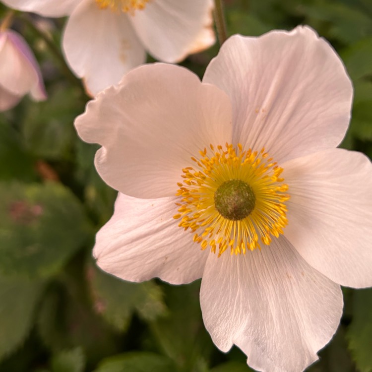 Plant image Anemone x hybrida 'Robustissima'