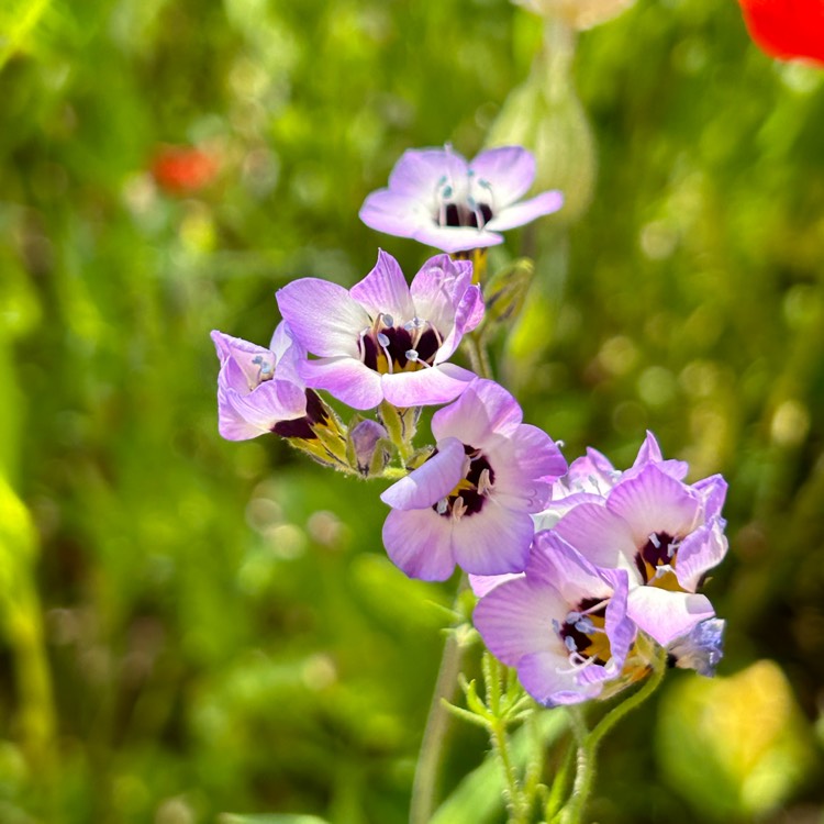 Plant image Gilia tricolor