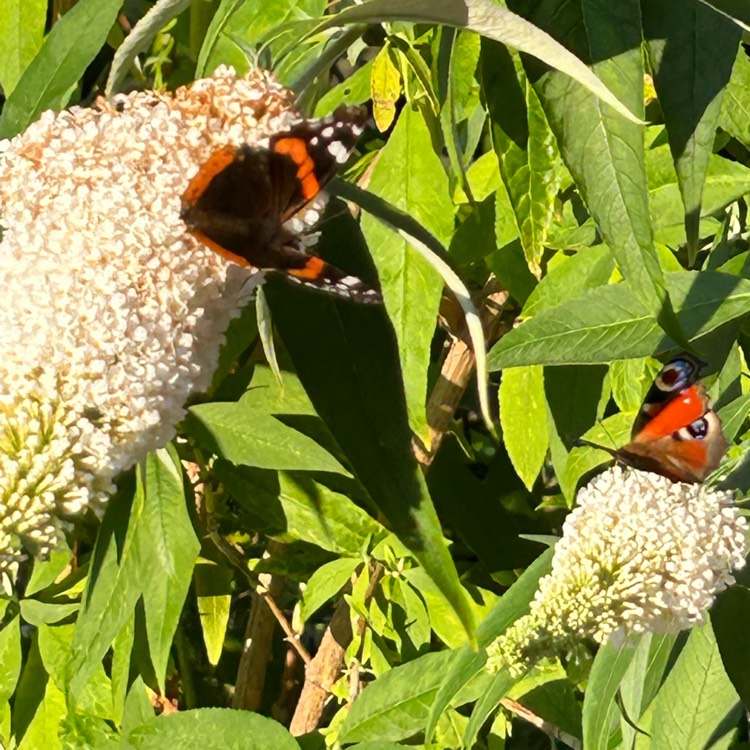 Plant image Buddleja davidii 'Tobudivory' (Buzz Series) syn. Buddleja davidii 'Buzz Ivory'