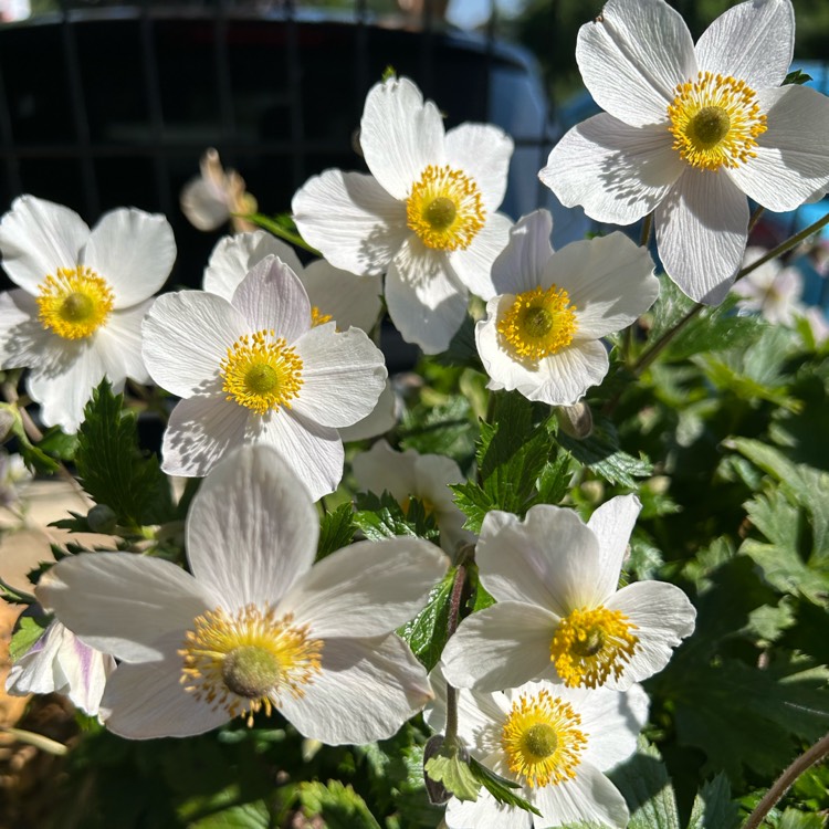 Plant image Anemone sylvestris