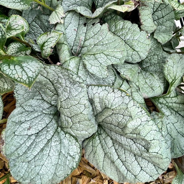 Plant image Brunnera macrophylla