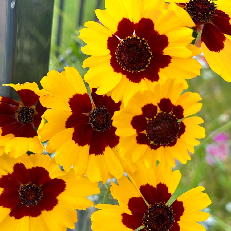 Plant image Coreopsis tinctoria