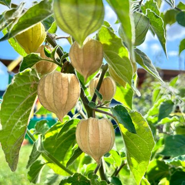 Cape Gooseberry