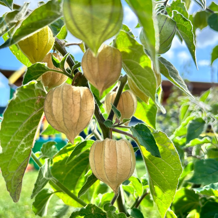 Plant image Physalis peruviana