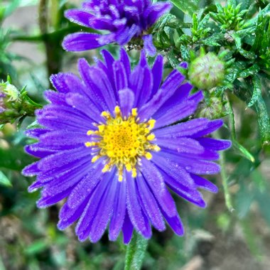 ASTER Autumn Jewels Sapphire 