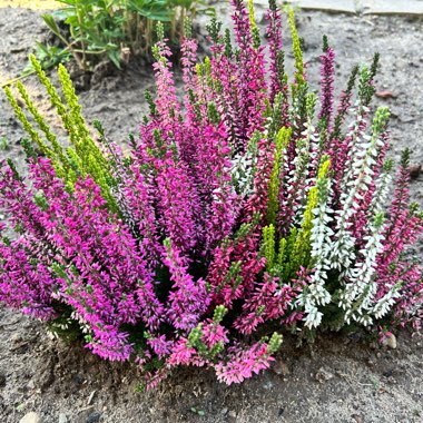 Common Heather