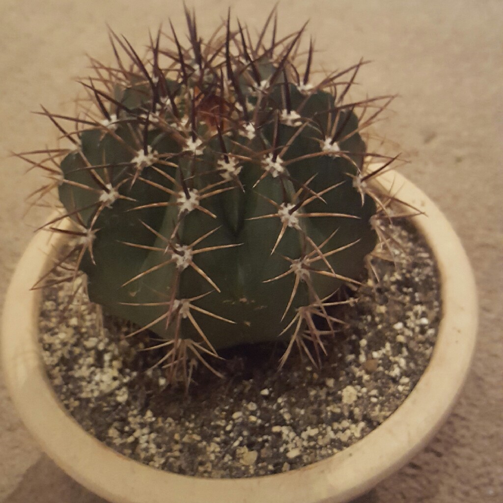 Plant image Melocactus