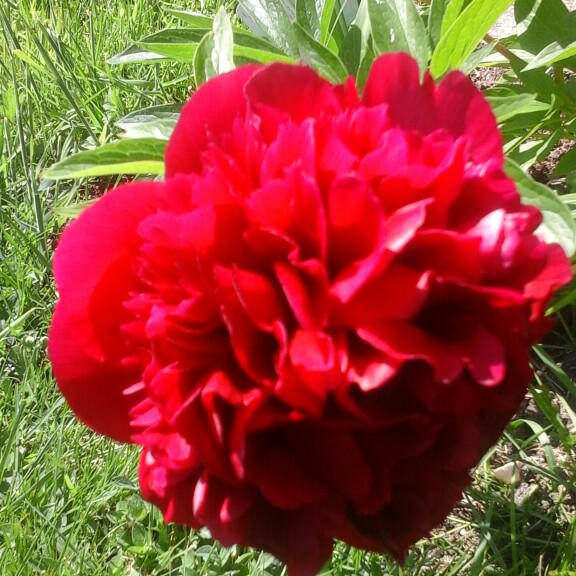 Peony 'Adolphe Rousseau' (Herbaceous)