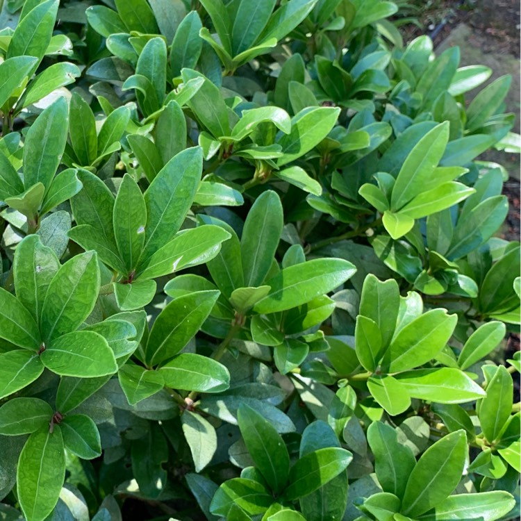 Plant image Skimmia japonica subsp. reevesiana