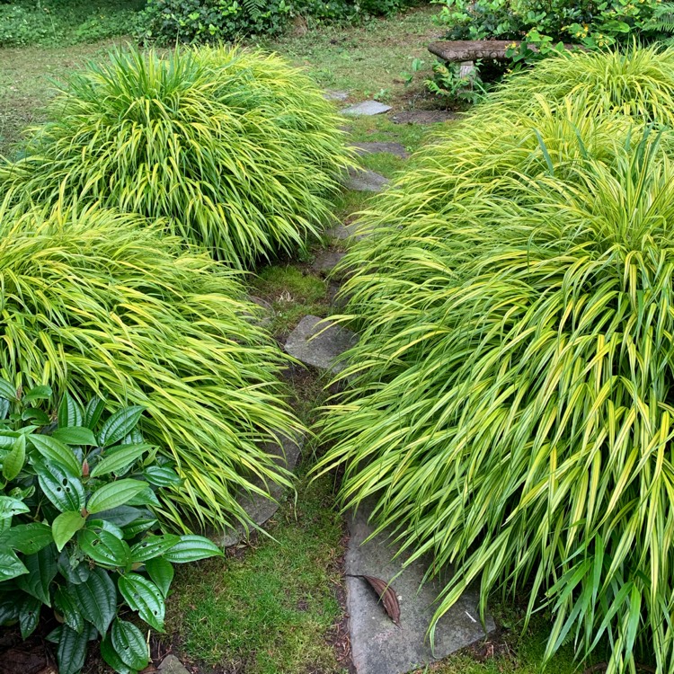 Plant image Hakonechloa