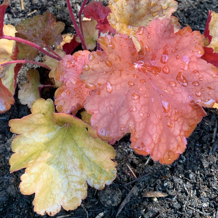 Plant image Heuchera 'Rio'