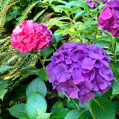 Hydrangea macrophylla 'Bailmer' (Endless Summer Series) syn. Hydrangea macrophylla 'Endless Summer', Hydrangea macrophylla 'The Original'