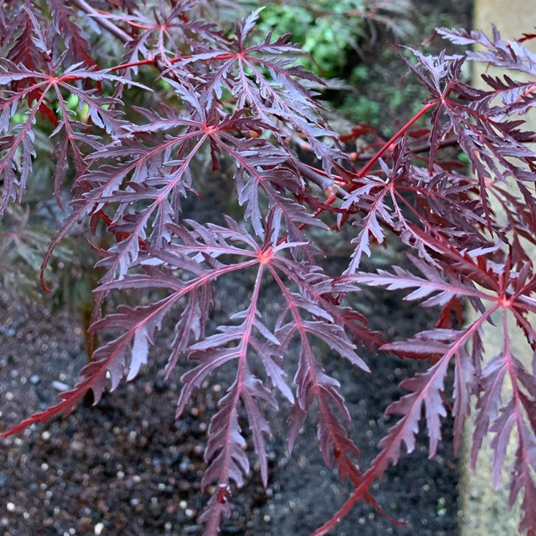 Plant image Acer palmatum 'Tamukeyama' (Dissectum Group) syn. Acer palmatum var. dissectum 'Tamukeyama', Acer 'Tamuke-Yama', Acer 'Beni-Hagoromo'