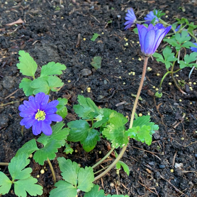 Plant image Anemone 'Blue Shades'