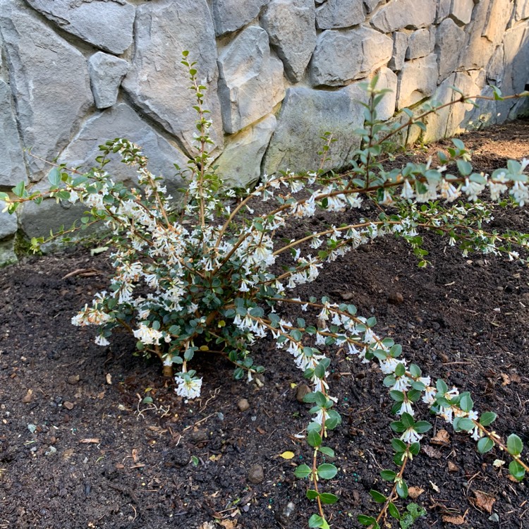 Plant image Osmanthus Delavayi