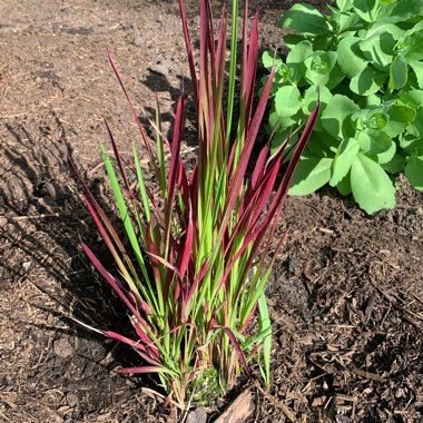 Japanese Blood Grass 'Red Baron'