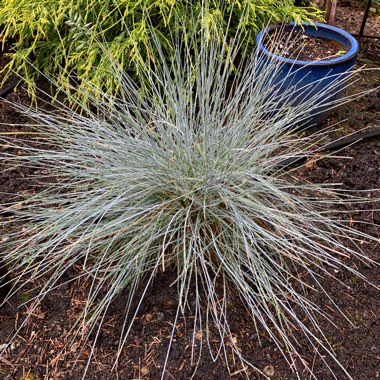 Blue Fescue