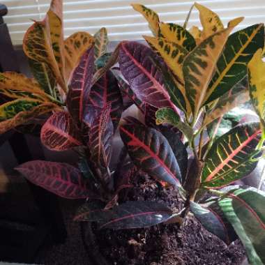 Garden croton