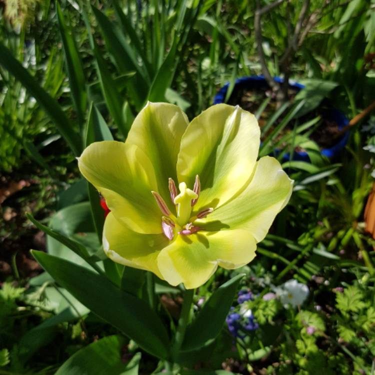 Plant image Tulipa 'Purissima' syn. Tulipa 'White Emperor'