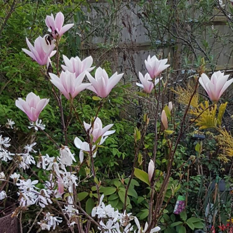 Plant image Magnolia 'Heaven Scent'