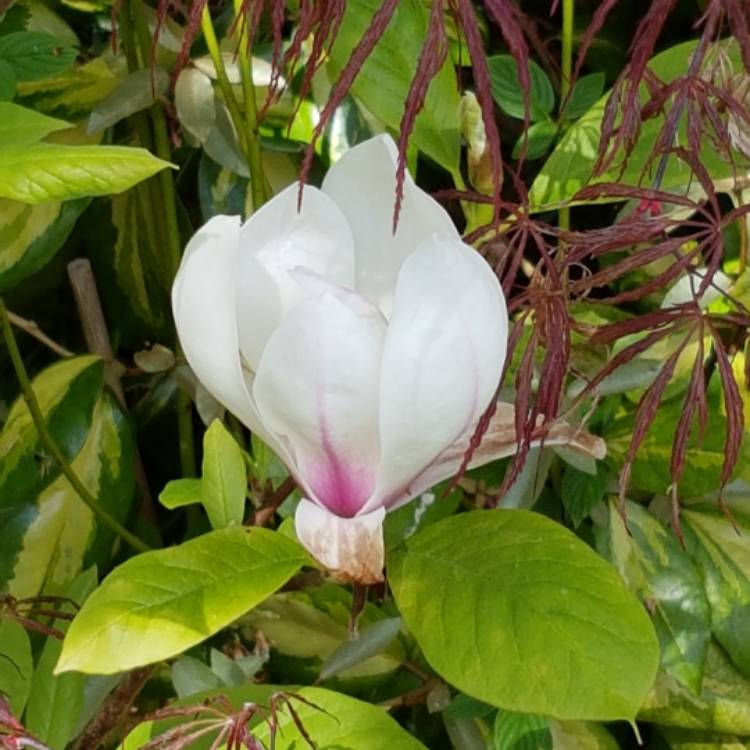 Plant image Magnolia 'Heaven Scent'