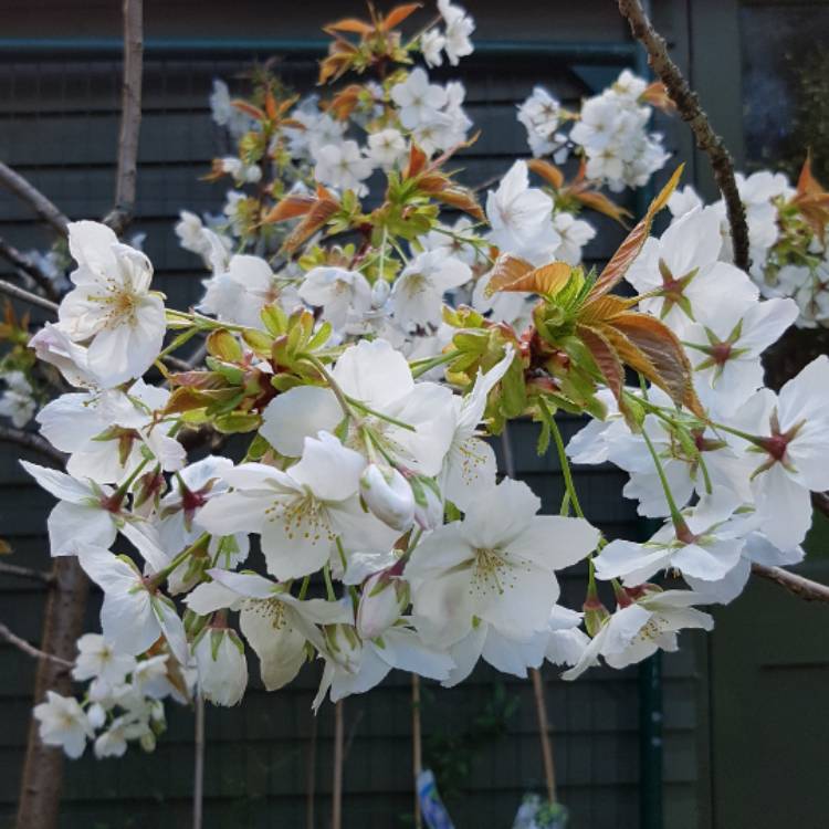 Plant image Prunus 'Tai-haku' syn. Prunus serrulata 'Tai Haku'