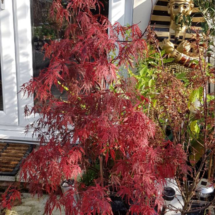 Plant image Acer Palmatum 'Shaina'