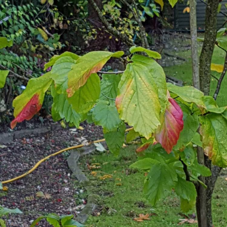 Plant image Parrotia