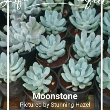 Pachyphytum 'Moon Silver'