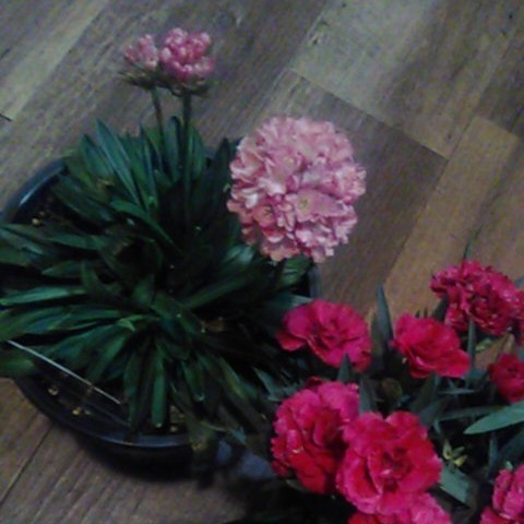 Plant image Dianthus chinensis x barbatus