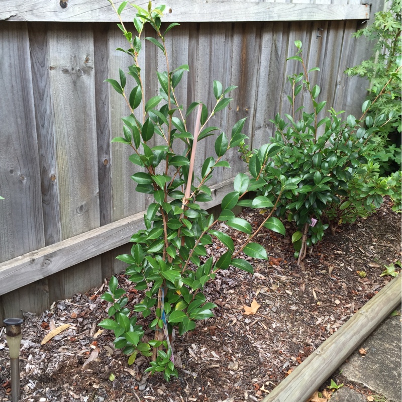 Plant image Camellia sasanqua 'Starry Eyes'