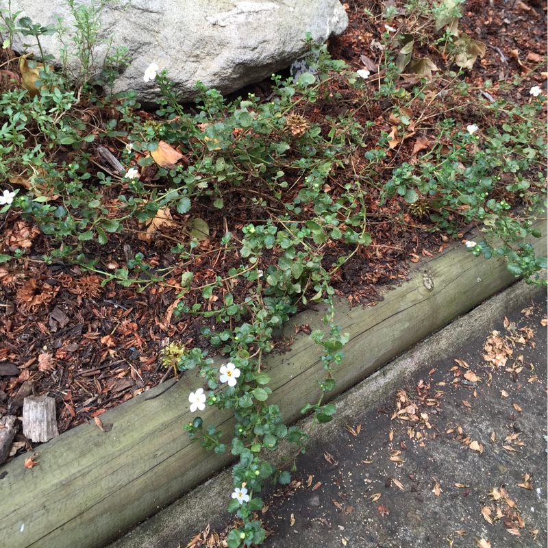 Plant image Bacopa Abunda 'Colossal White'