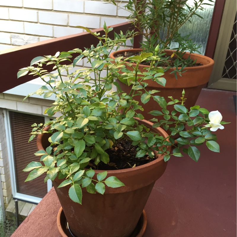 Plant image Rosa 'Noaschnee'