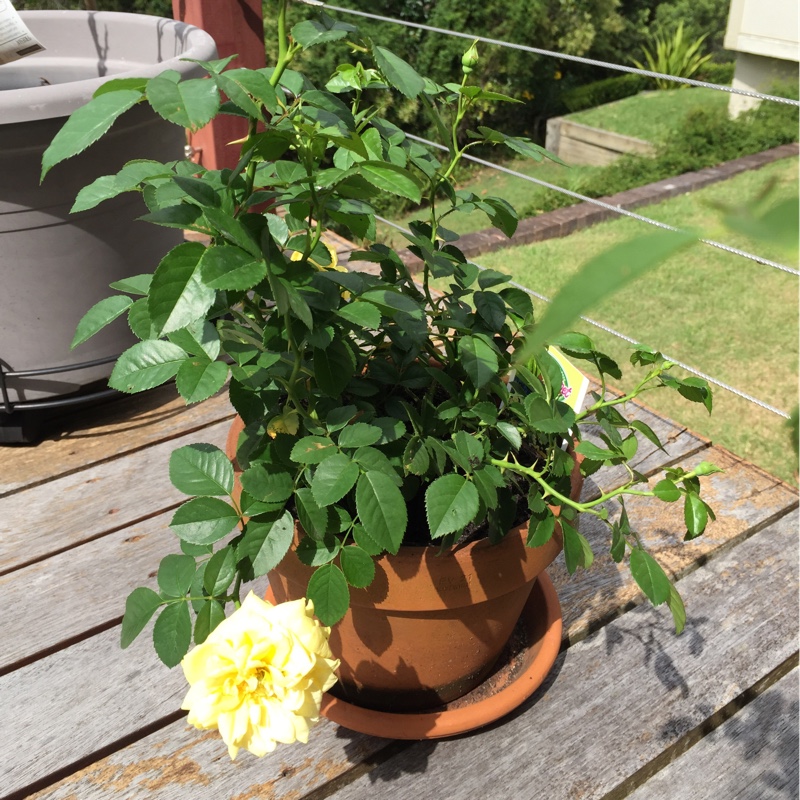 Plant image Rosa 'Noaschnee'